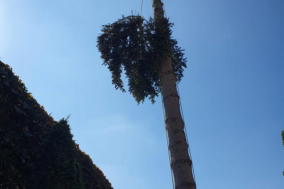 Up a Tree