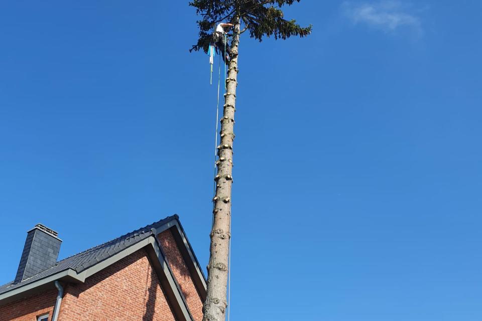 Up a Tree