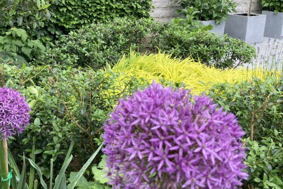 Aanleg en nazorg (onderhoud) van tuin waarin reliëf en kleuren een mooi samenspel creëren.