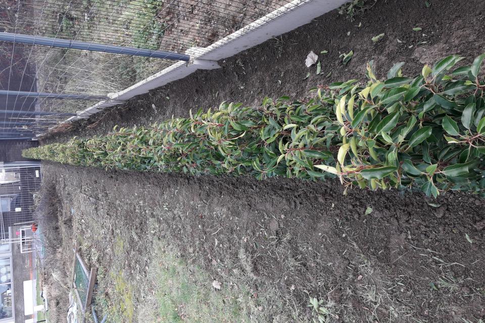 Aanplant nieuwe haag met Prunus Lusitanica, inclusief eerste scheerbeurt.