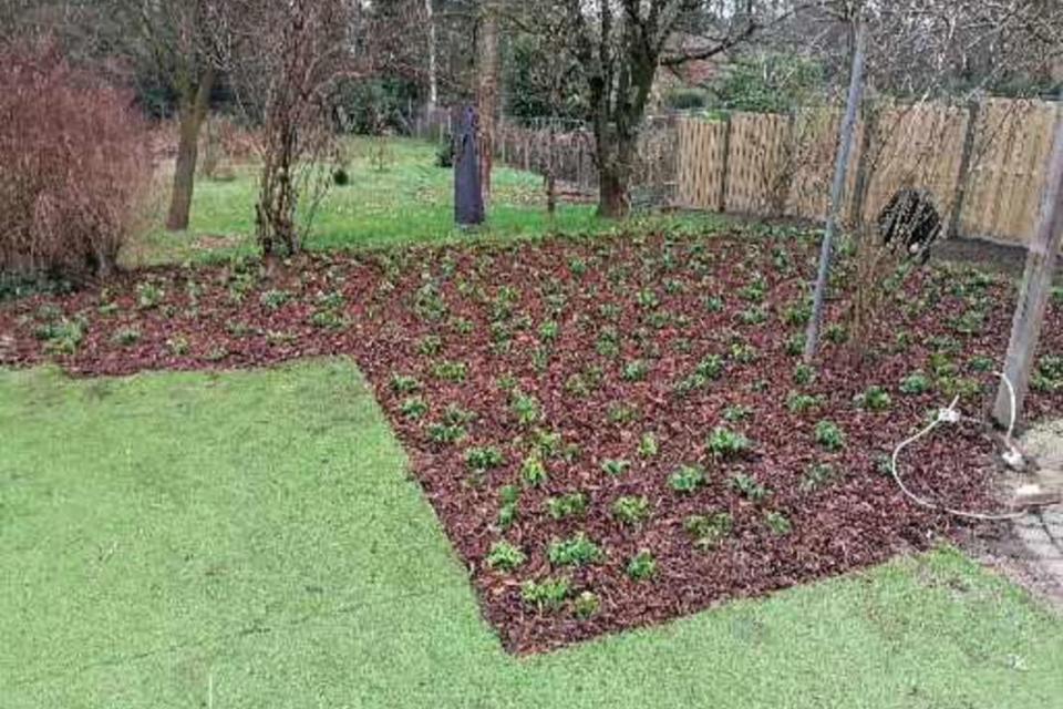 Aanplanting 