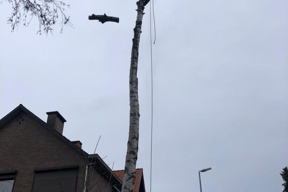 Demonteren van dode berk