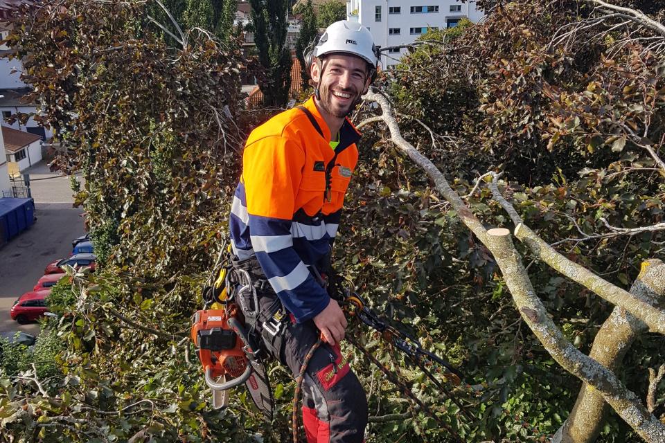 Reductie van een grote rode beuk in zweden