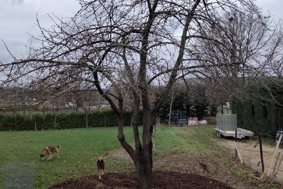 Standplaatsverbetering van kerselaar