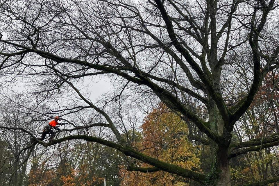 Onderhoudssnoei en Veiligheidscontrole van grote Amerikaans eik