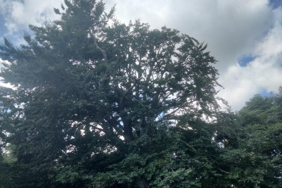 Reduceren van grote beuk