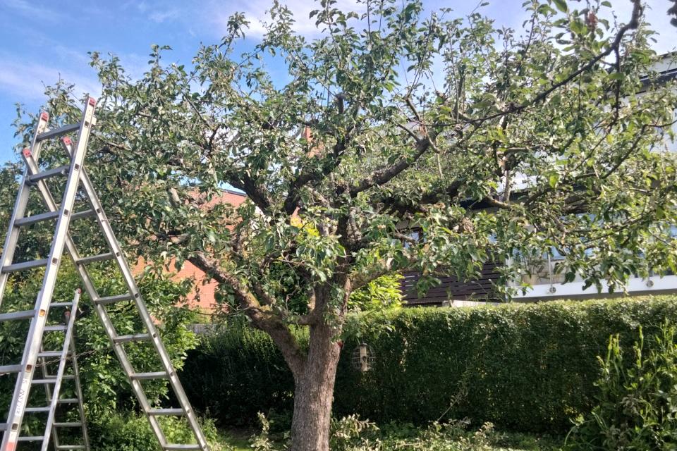 Fruitsnoei van appelaar