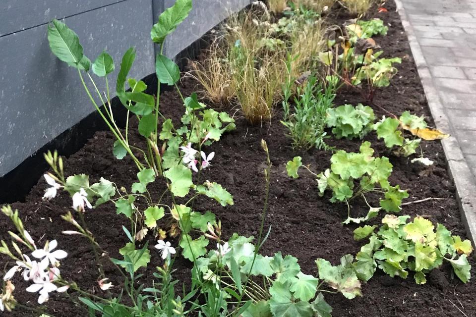 Tuinrenovatie