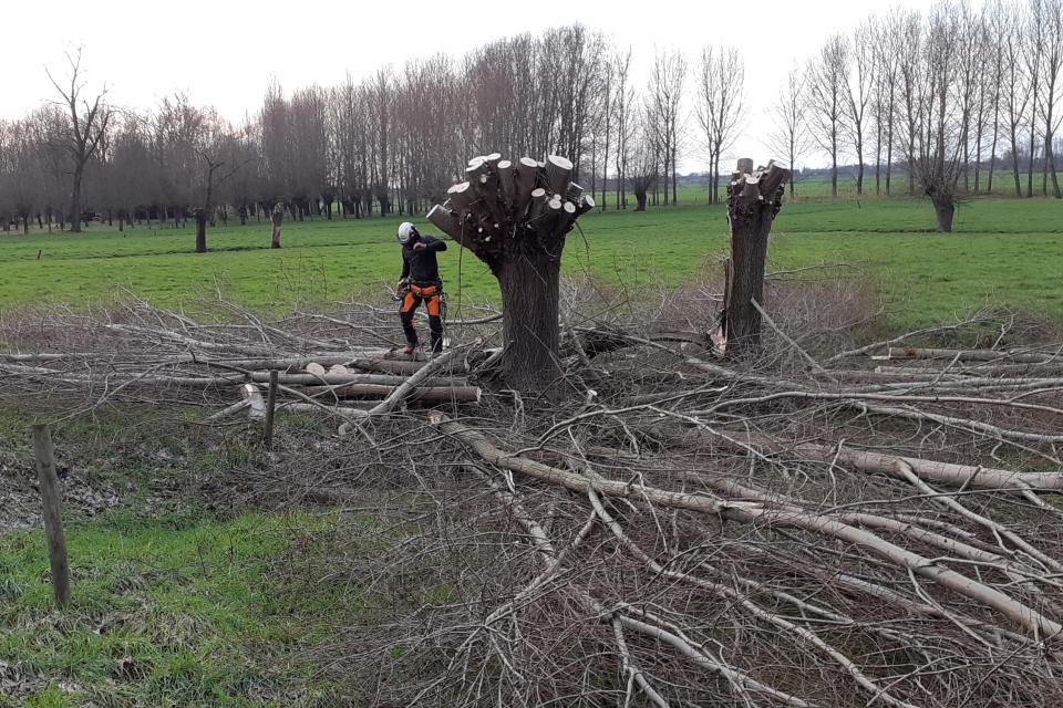 Knotten wilg