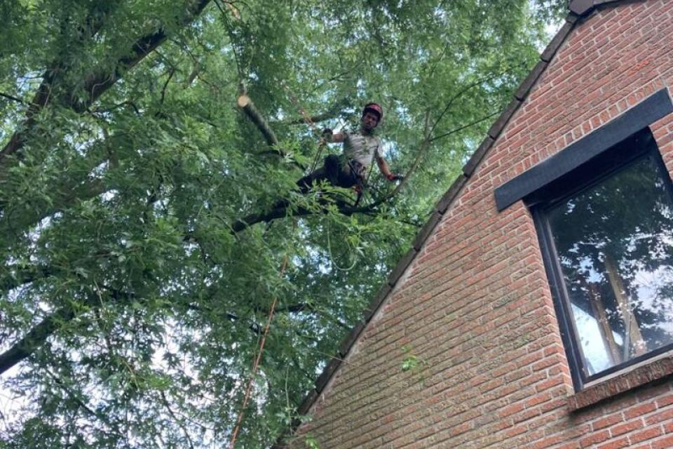 Snoeien Zilveresdoorn boven huis