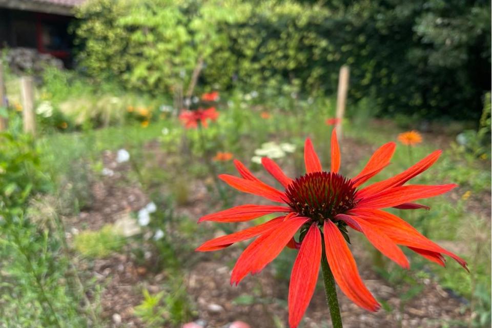Echinacea purpurea 'tomato soup'