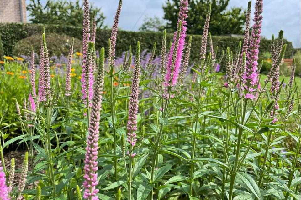 Veronicastrum