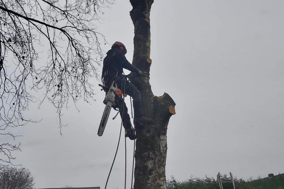demonteren zieke berk