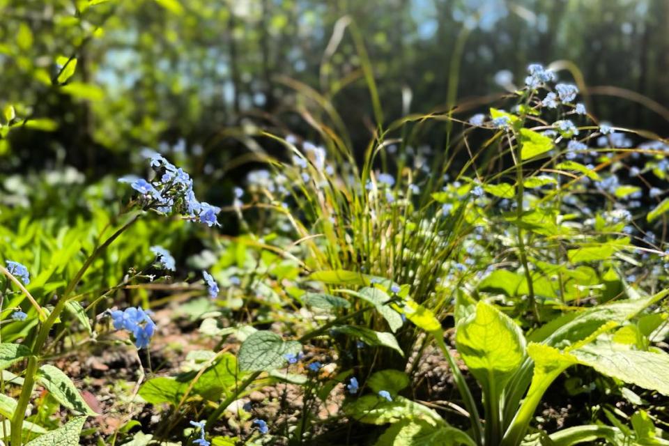 woodland plantenborder
