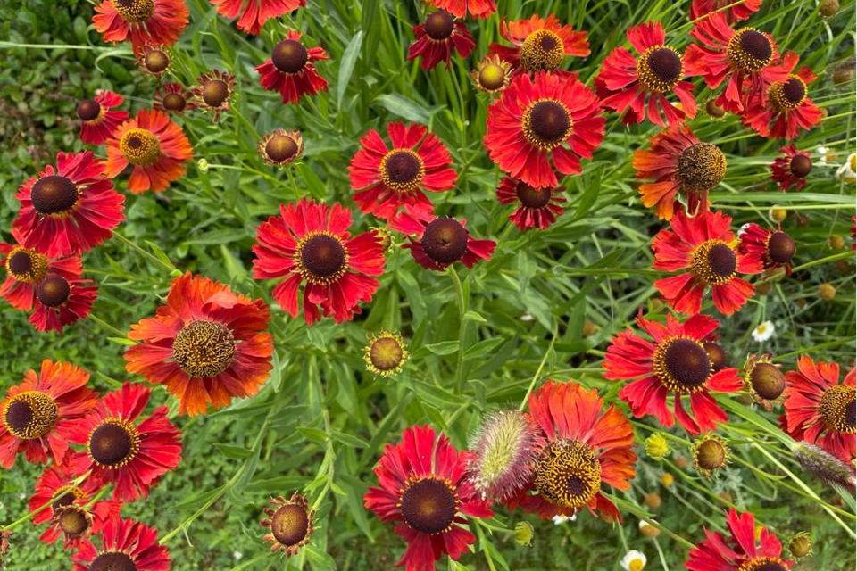 Helenium