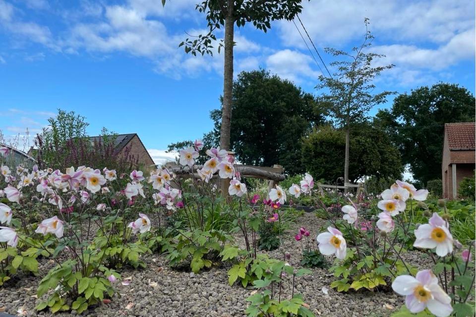 Anemone Sylvestris onder japanse kerselaar