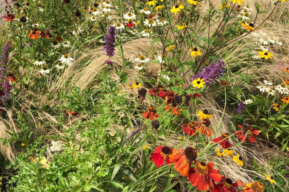 Prairie voortuin in Deurne