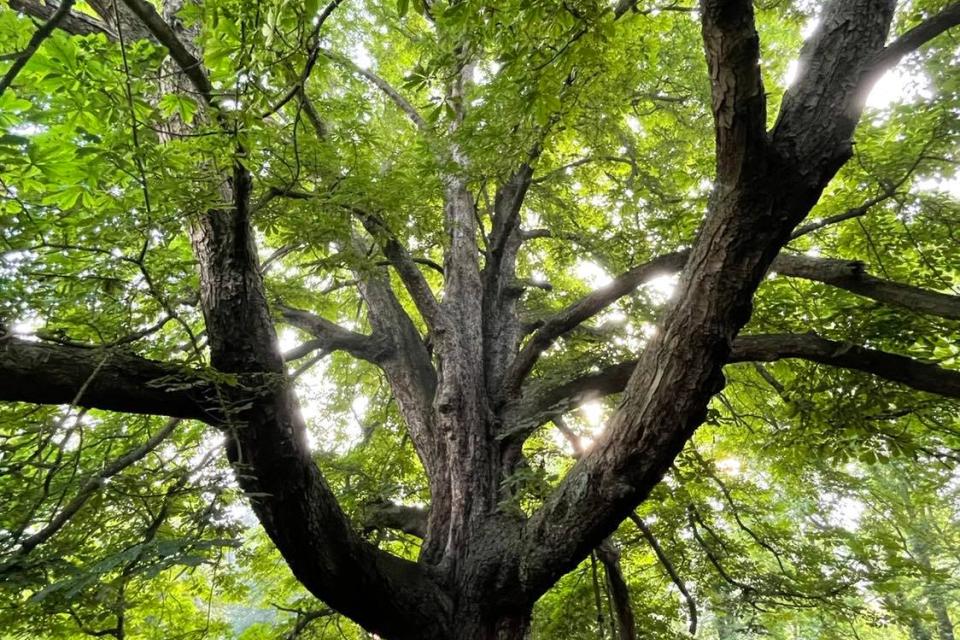 Aesculus Hippocastanum