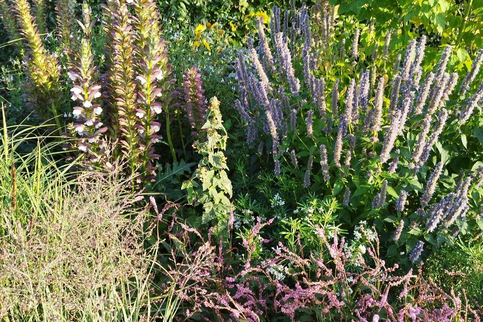 Speelse mix van sierplanten