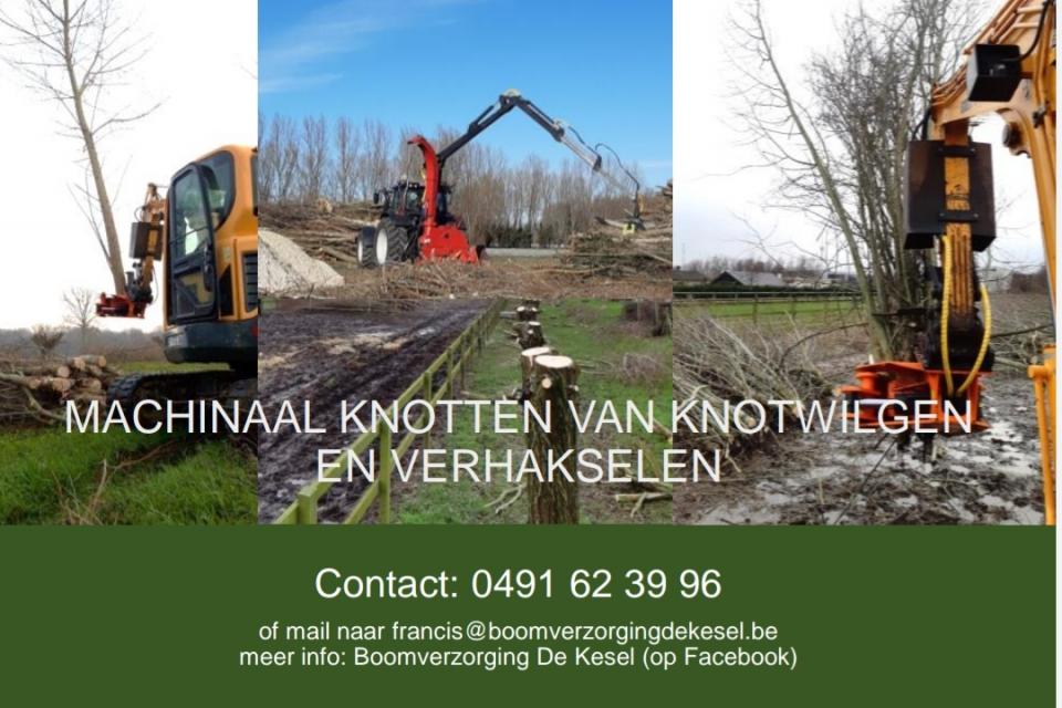 Knippen van knotwilgen