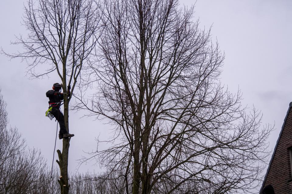 Verwijderen van bomen die te dicht bij de woning stonden door middel van klimtechnieken