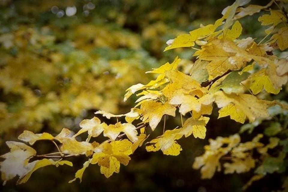 acer_herfsttak.jpg