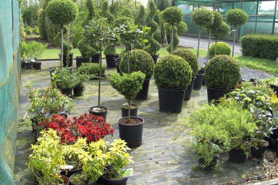 verhuur van vormplanten