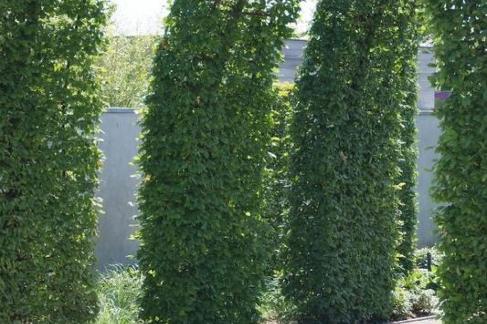 demo_tuin_kweekerij_01.jpg