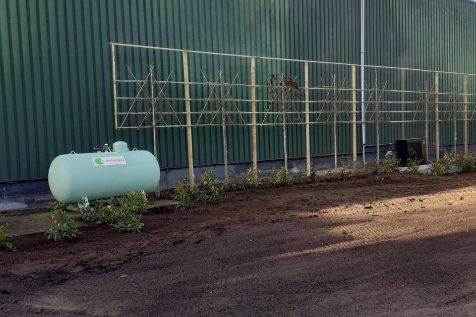 Aanplantingswerken waaronder leibomen