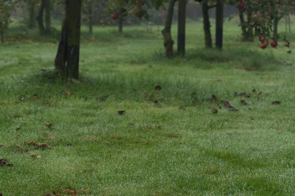 Fruitbomen, vaste planten, bomen, siergrassen