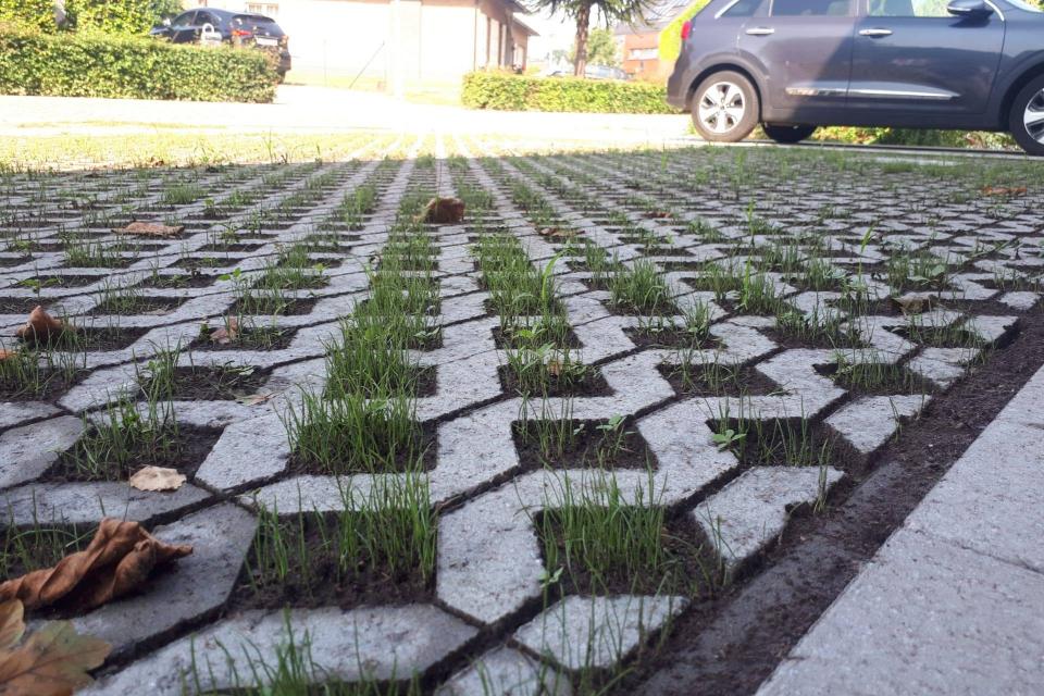 Waterdoorlatende verharding net ingezaaid met gras