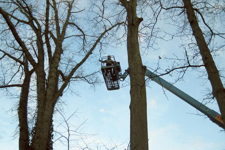 Boomverzorging: vellen van bomen, opvolging bij ziektes,?