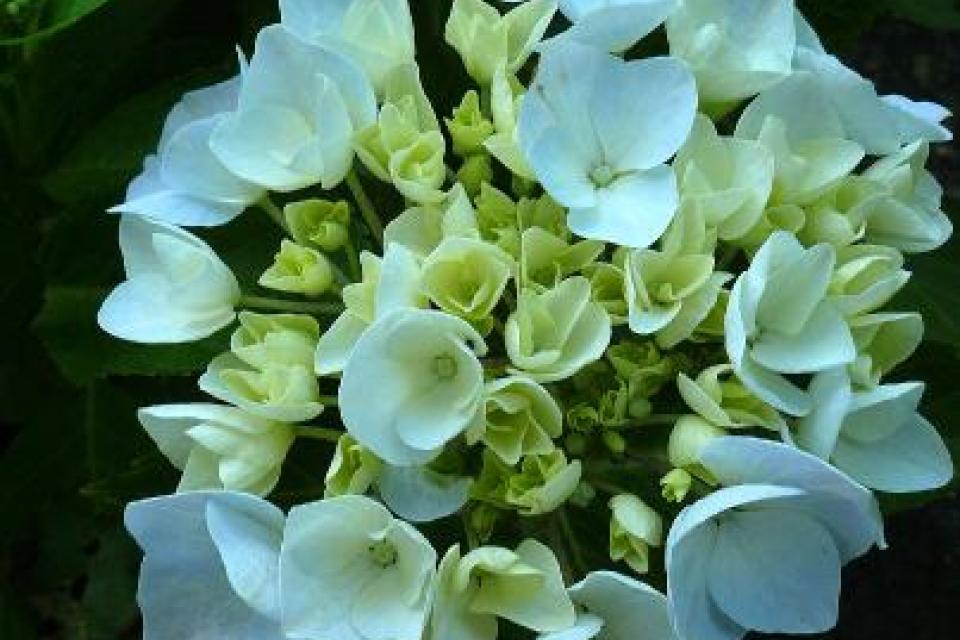 hydrangea_mac_alaska.jpeg