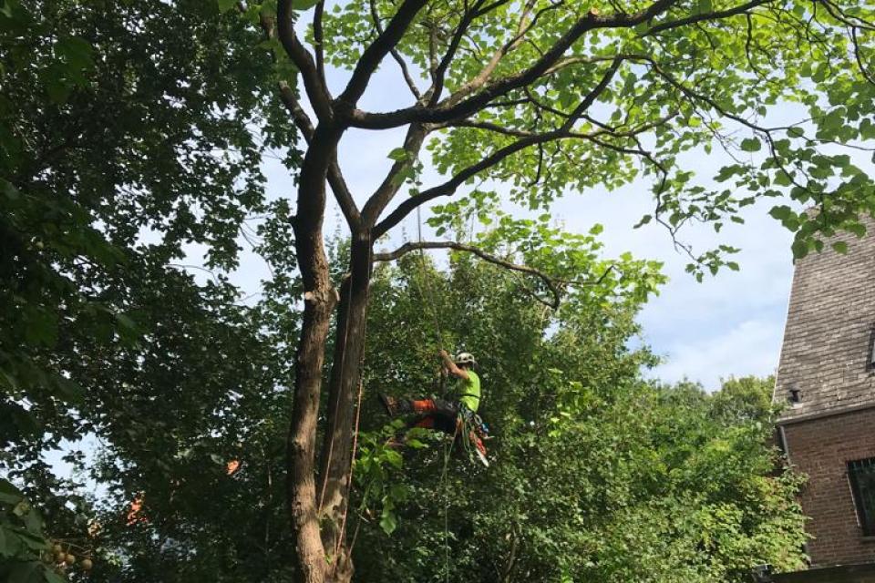Onderhoudssnoei van een Catalpa.