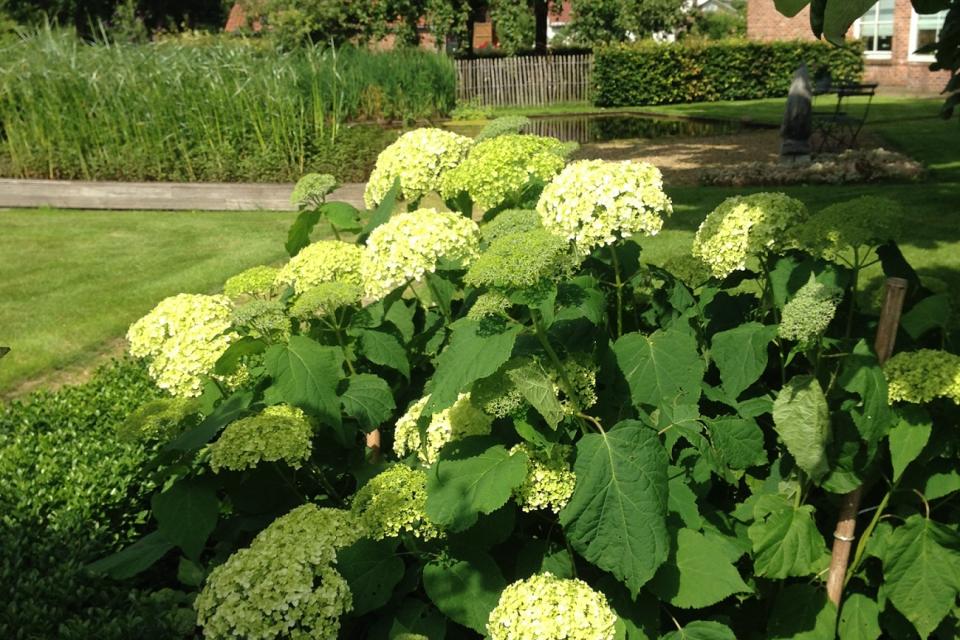 Tuin te kruibeke, onderhoud en aanleg.