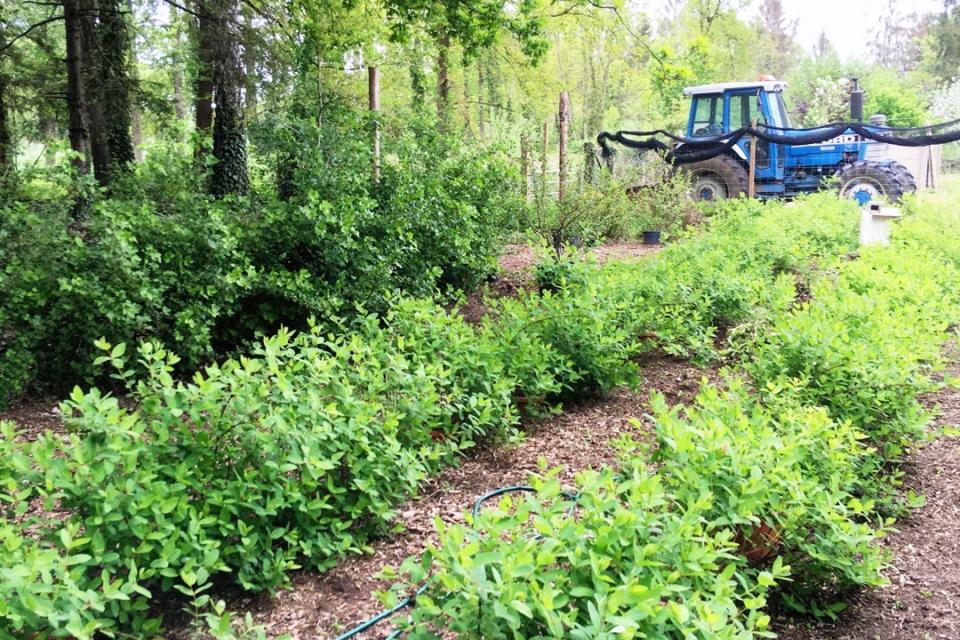 Aanplanting + onderhoud honingbessen