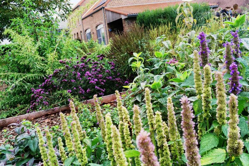 Aanplanting kruidentuin (met 100 verschillende soorten kruiden) voor restaurant L'oh Tielt-Winge