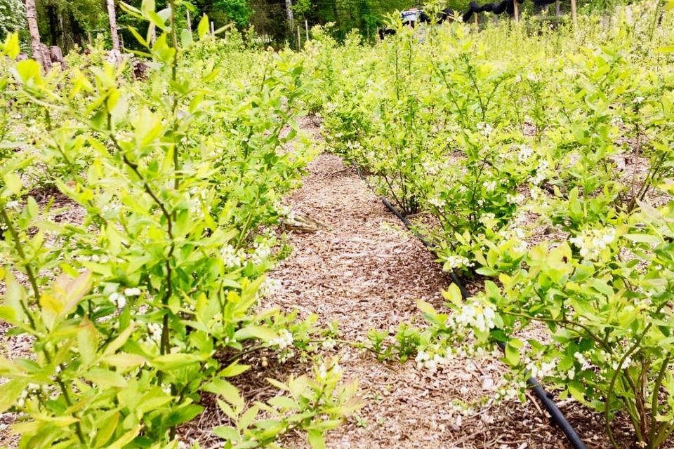 Aanplanting + onderhoud blauwe bessen