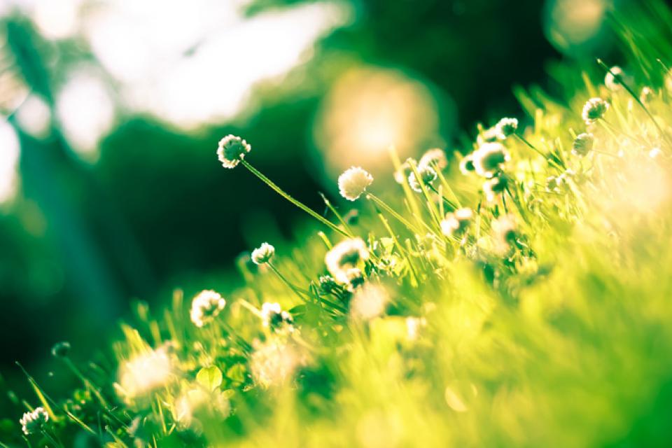 Tuinaanleg: beplantingen, groendak, afsluitingen,?