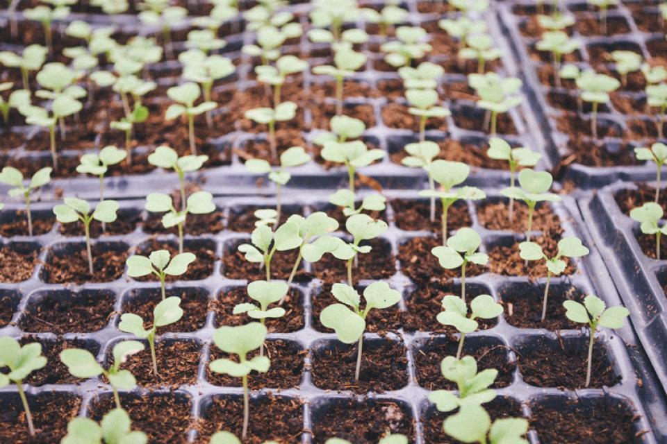 Beplantingswerken