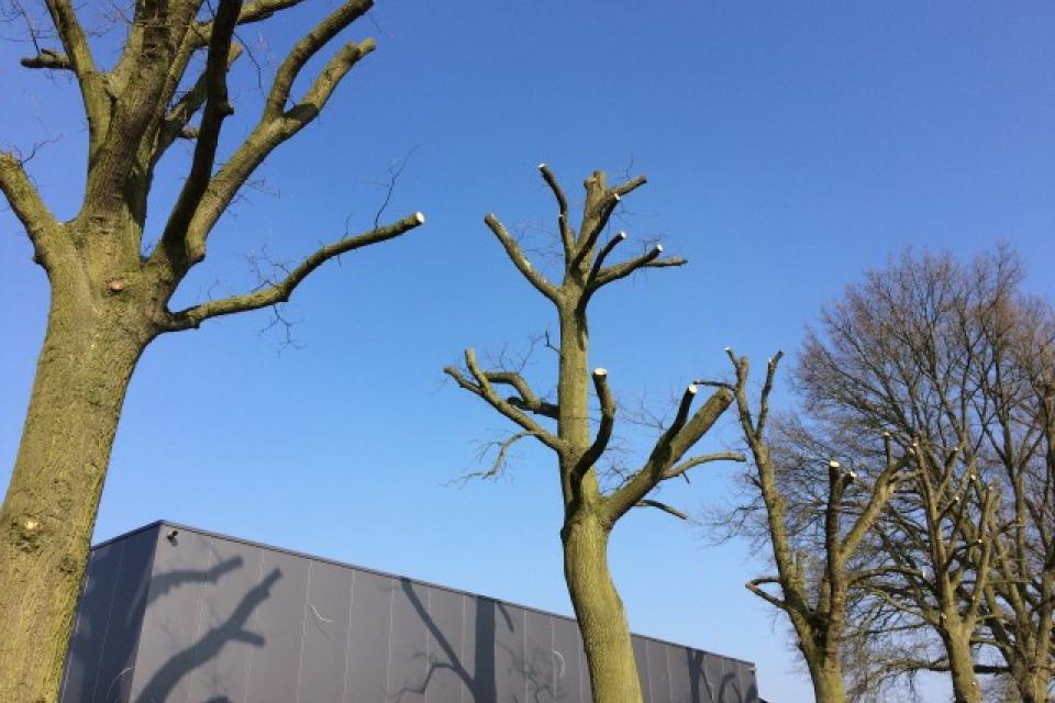 Snoeien en vellen van bomen