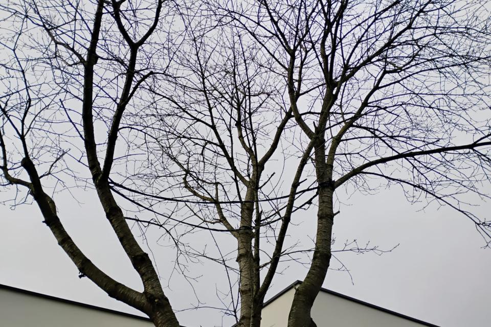 Kroonverankering