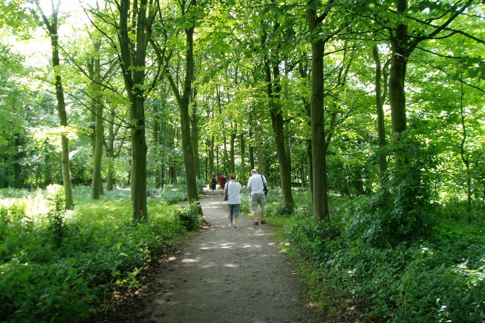 Woodland Walk - Peter Holmes