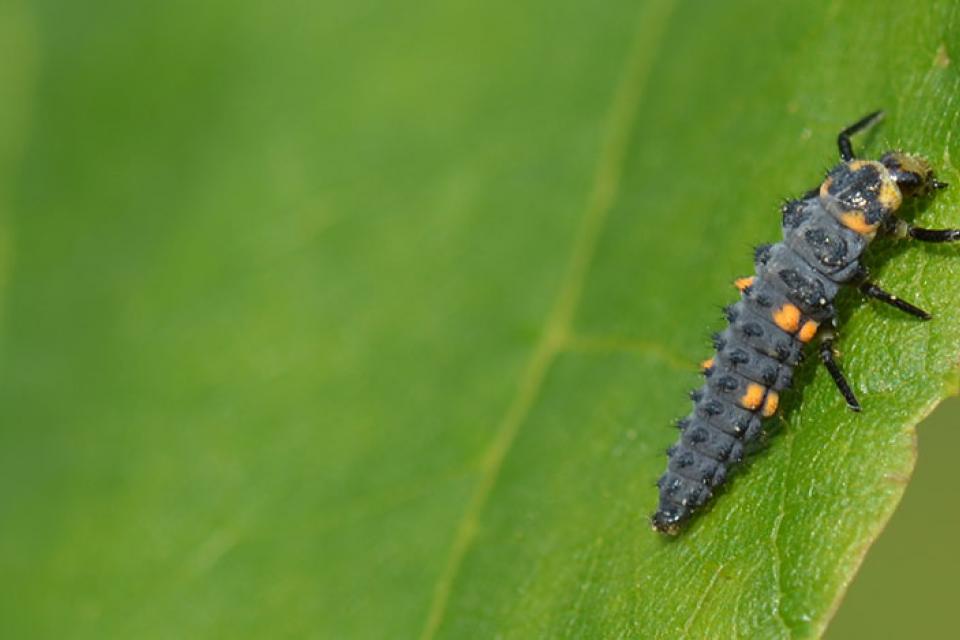 Onderzoek naar bomen zonder bladluizen
