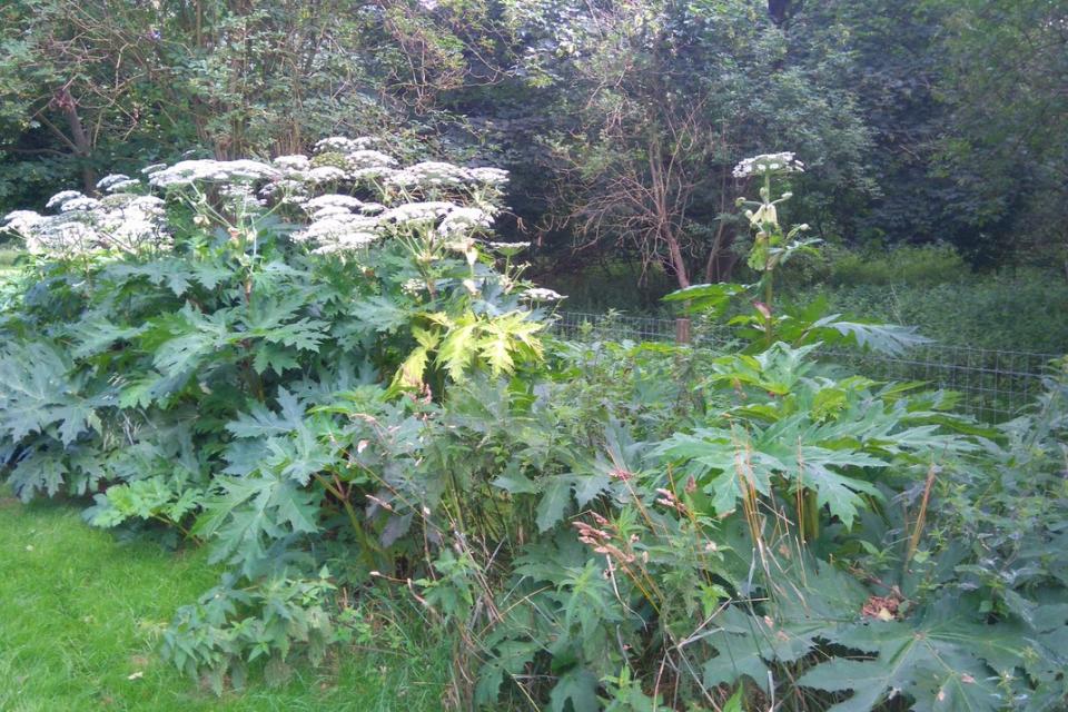 Leidraad beheer reuzenberenklauw