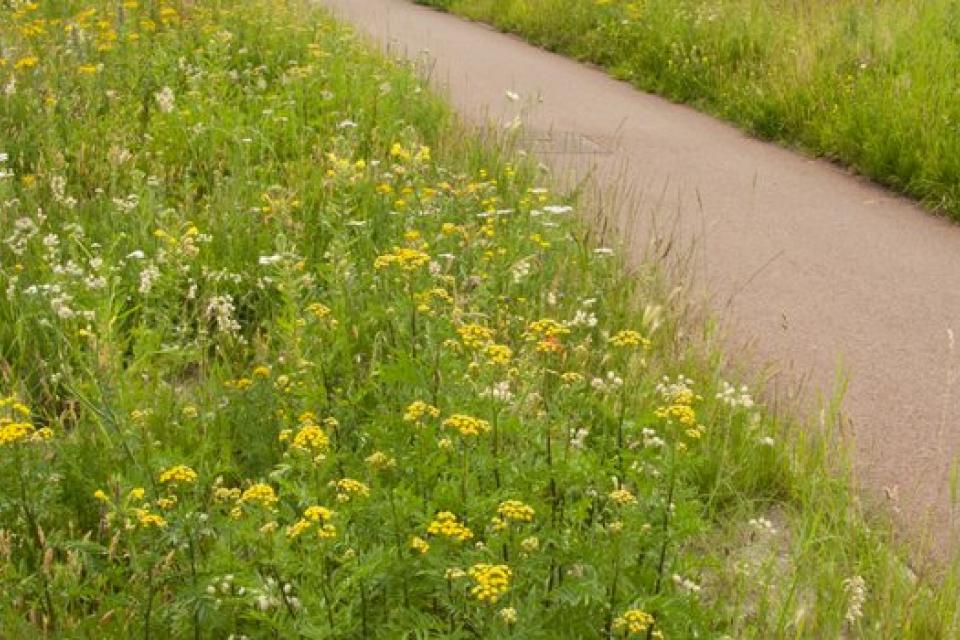 Meer insecten en lagere kosten bij bloemrijk groenbeheer