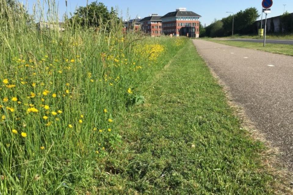 Bijenvriendelijker bermbeheer in Vlaanderen