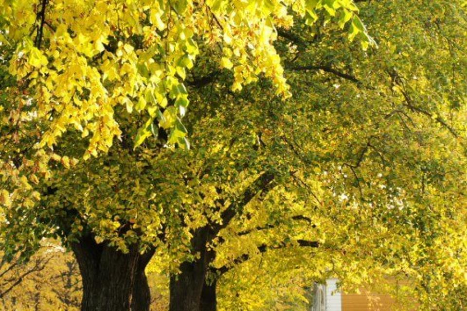 Betere klimaatbomen op komst?! 