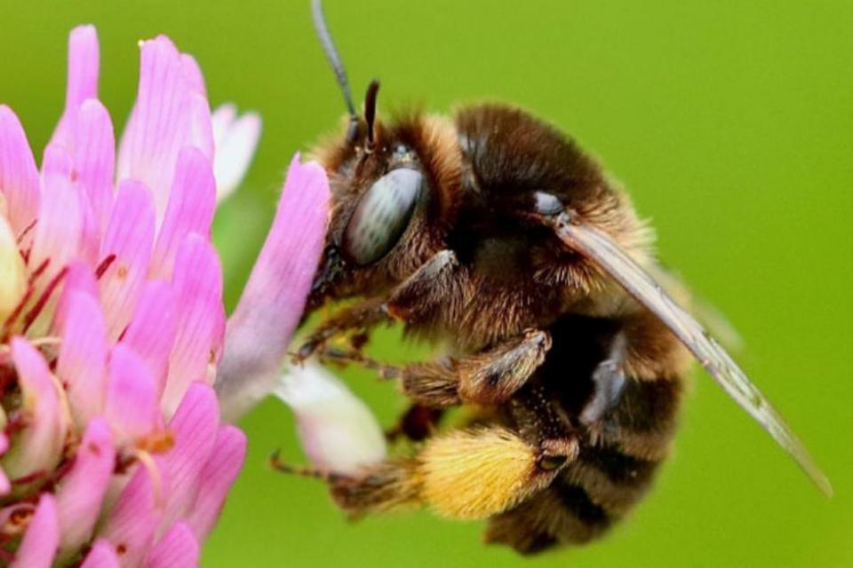 Voorstellen om Bermbesluit aan te passen in functie van wilde bestuivers
