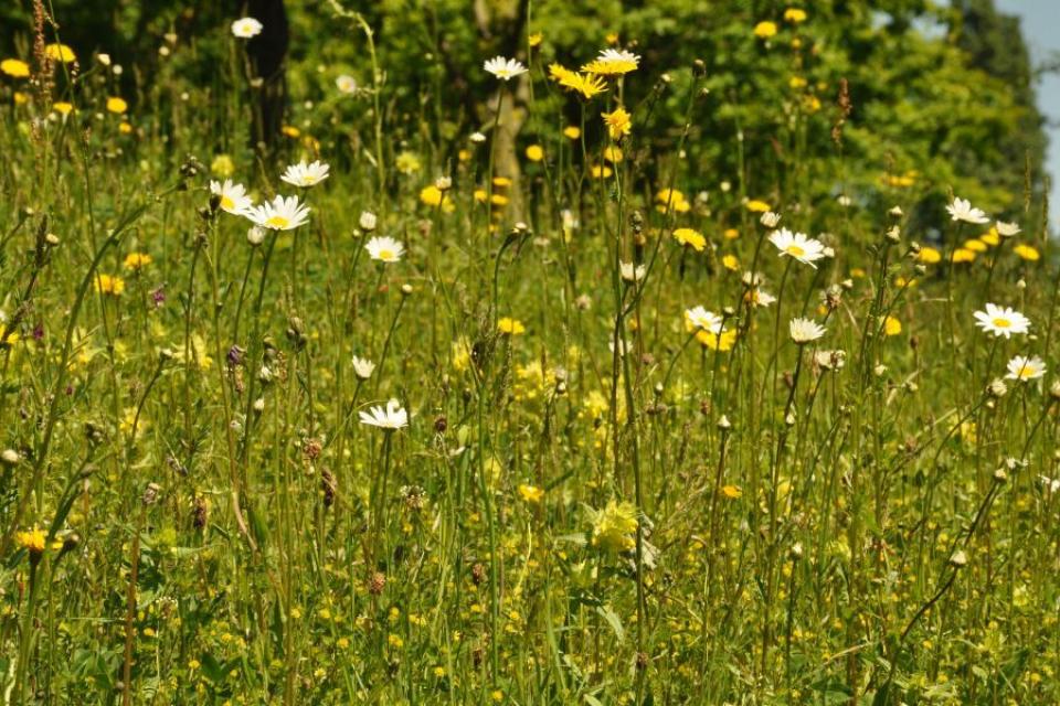 Webinar: Aan de slag met bloemenweides 